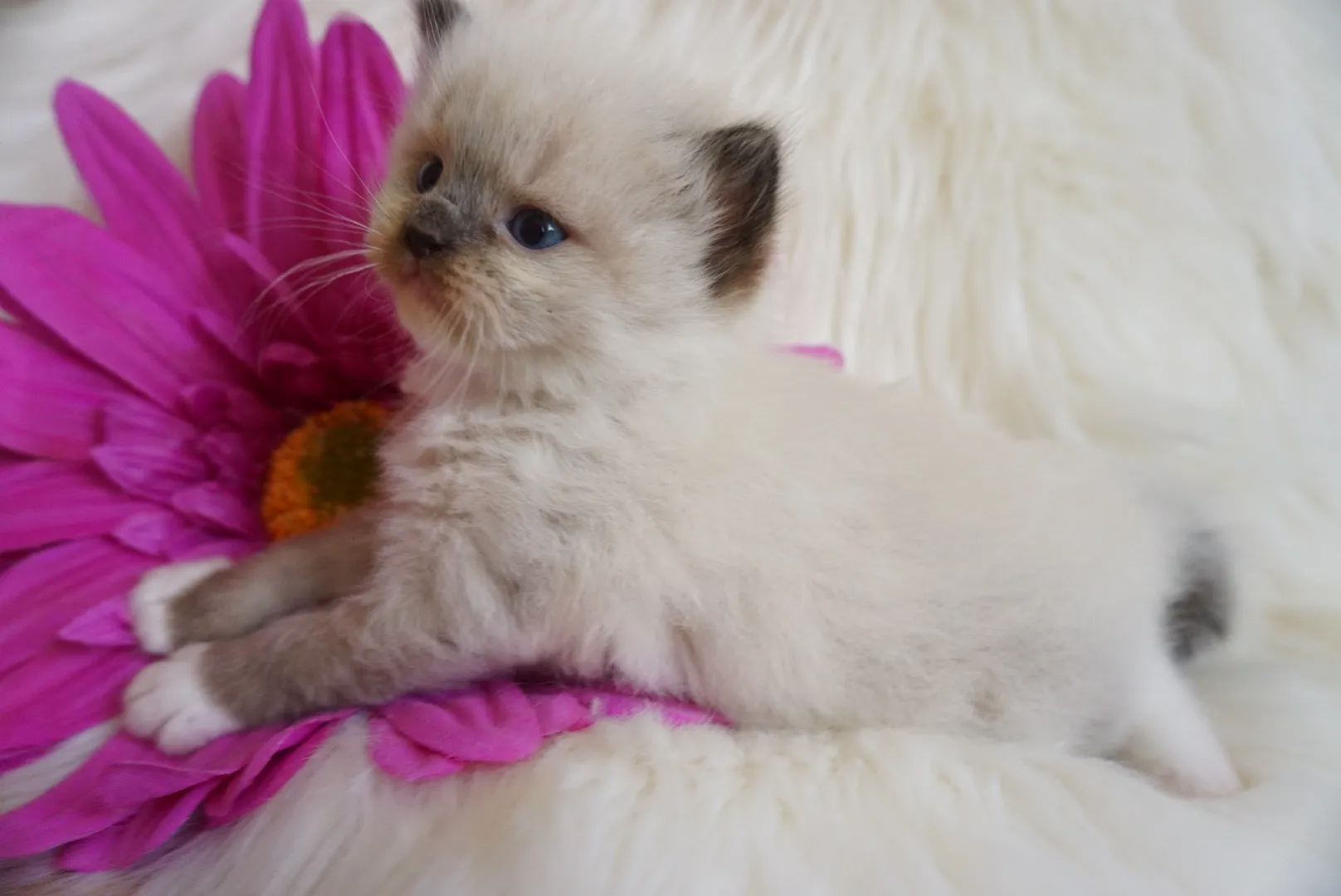 べあくん（仮）