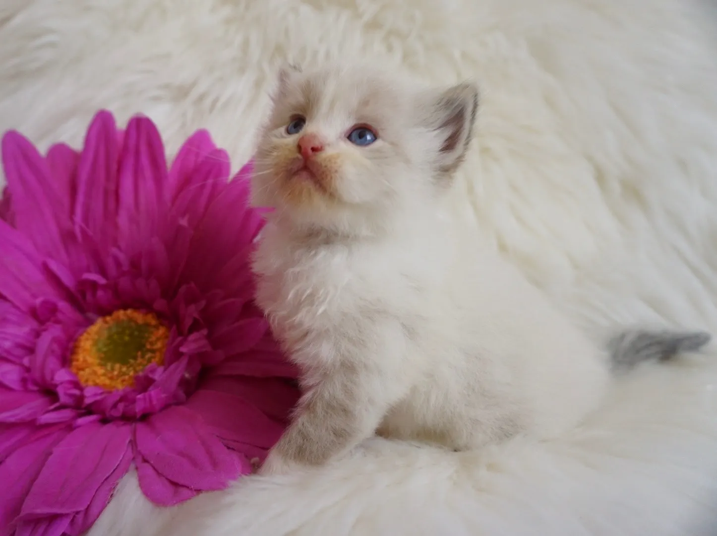 ルーイくん（仮）