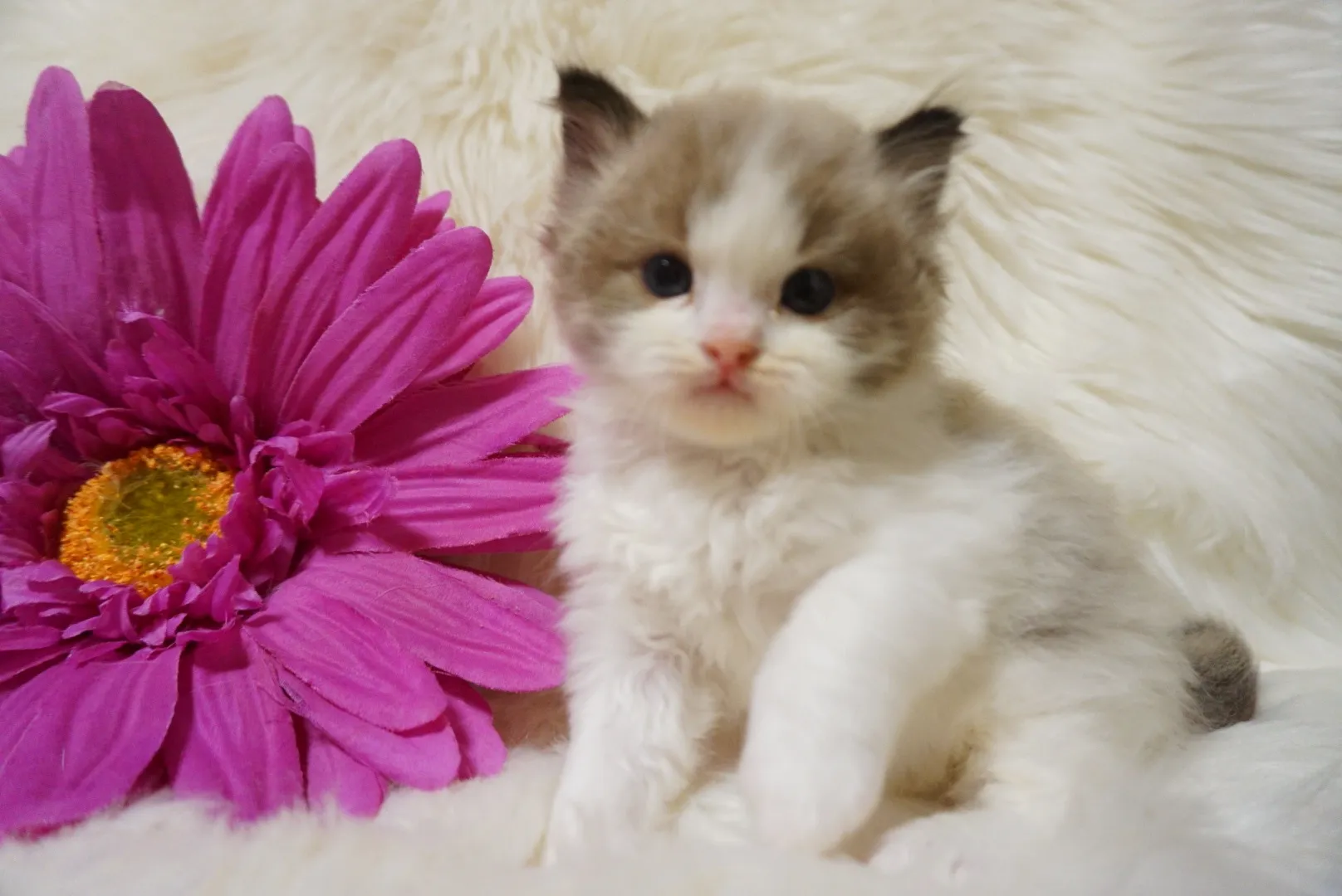 スピカくん（仮）