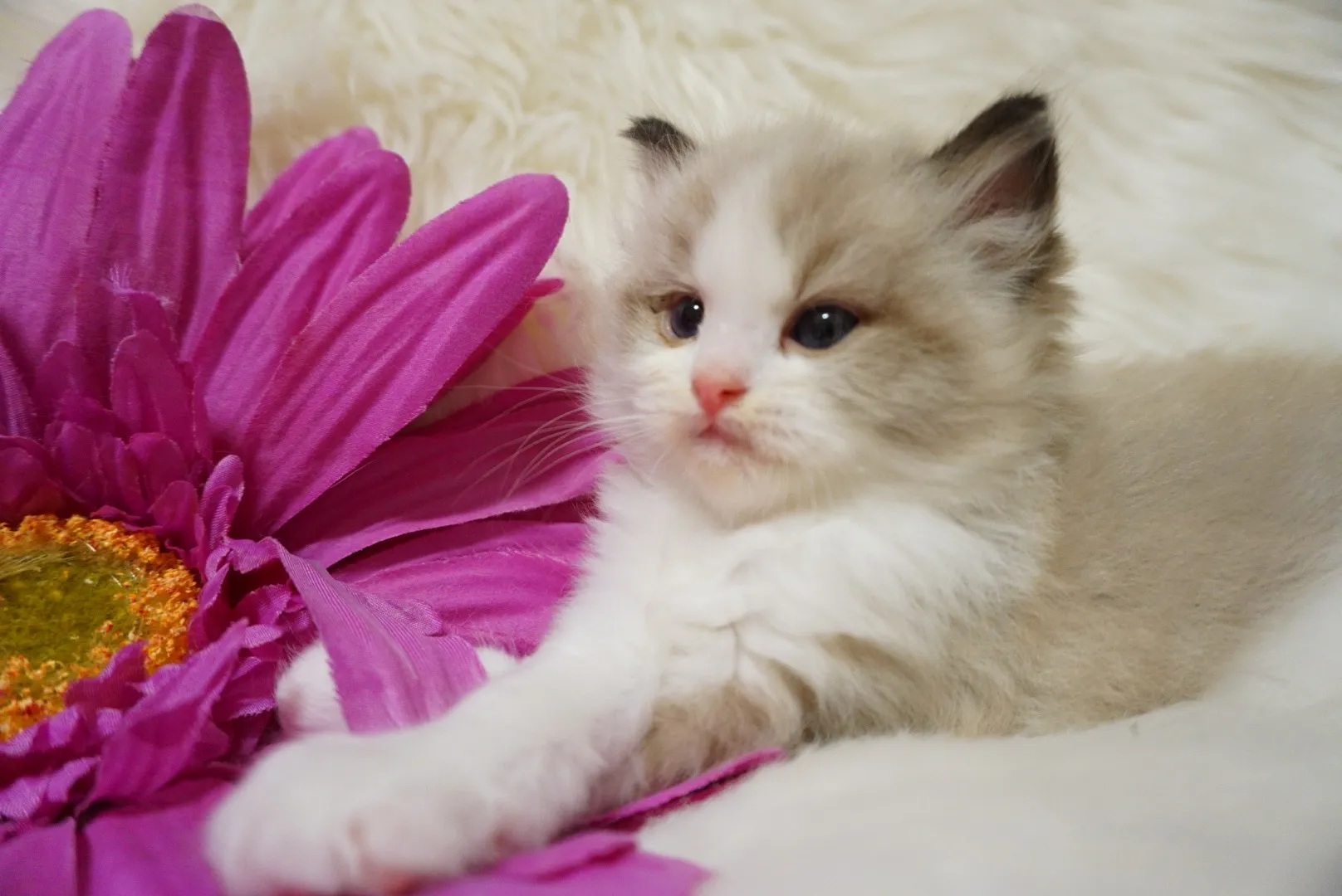 オスカーくん（仮）