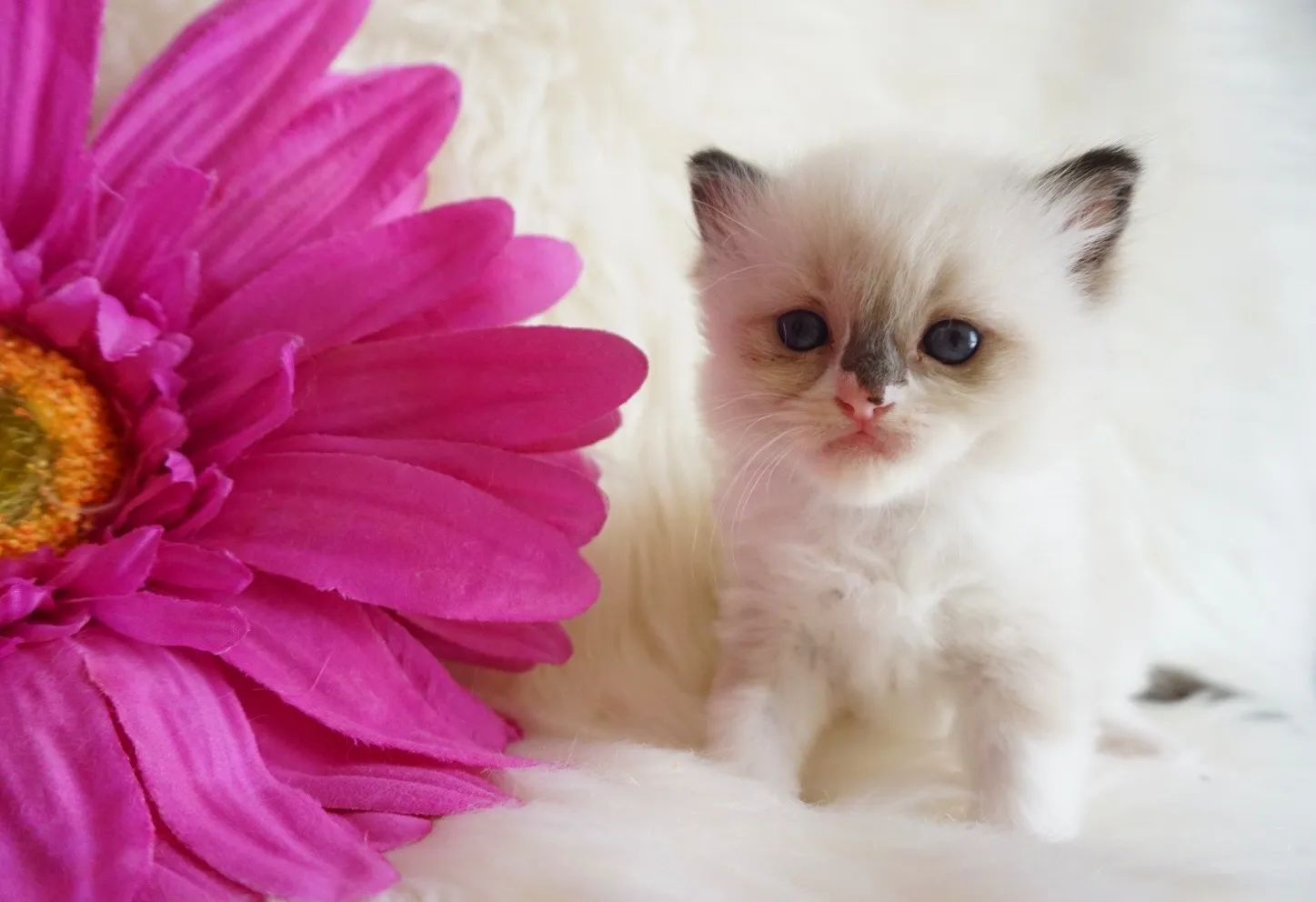 ひめちゃん（仮）