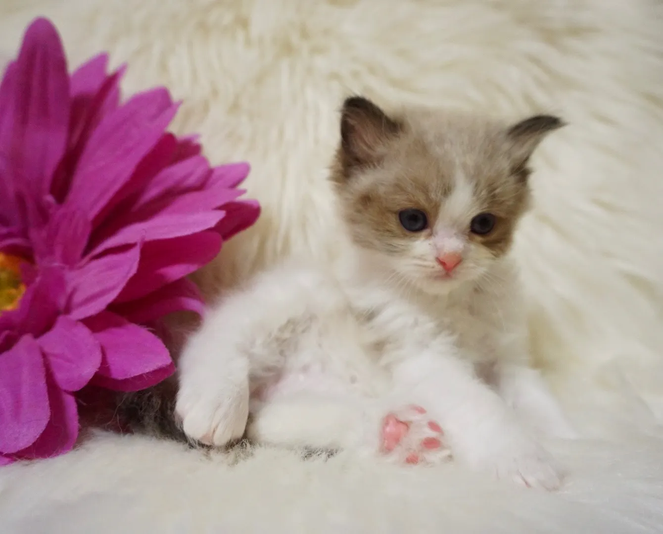 キティちゃん（仮）