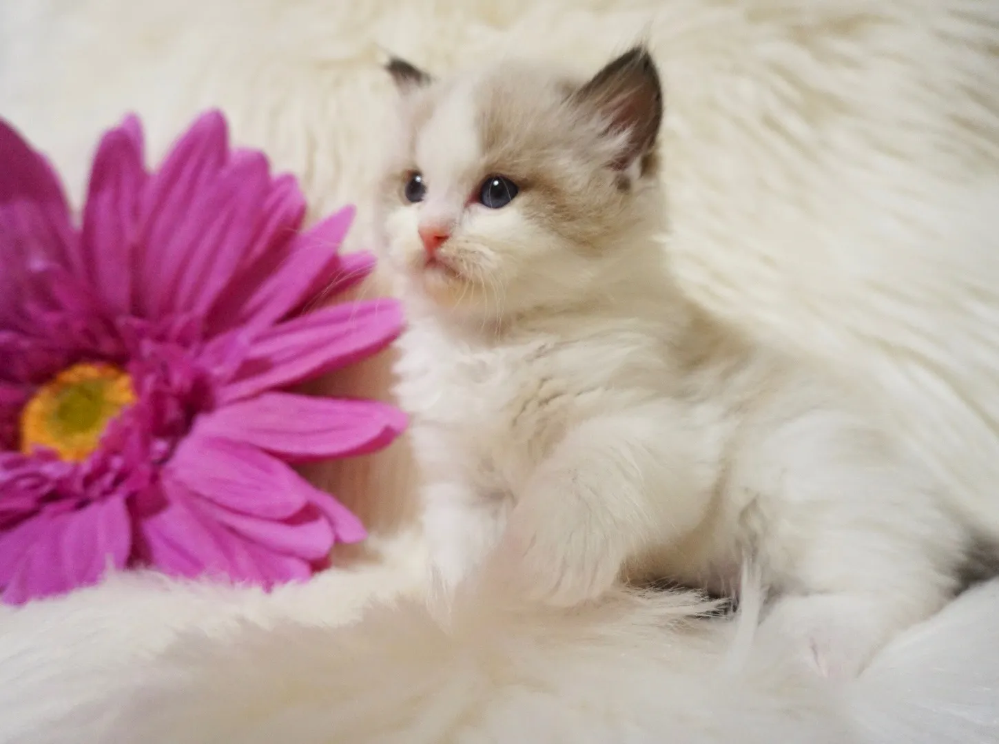 アズちゃん（仮）