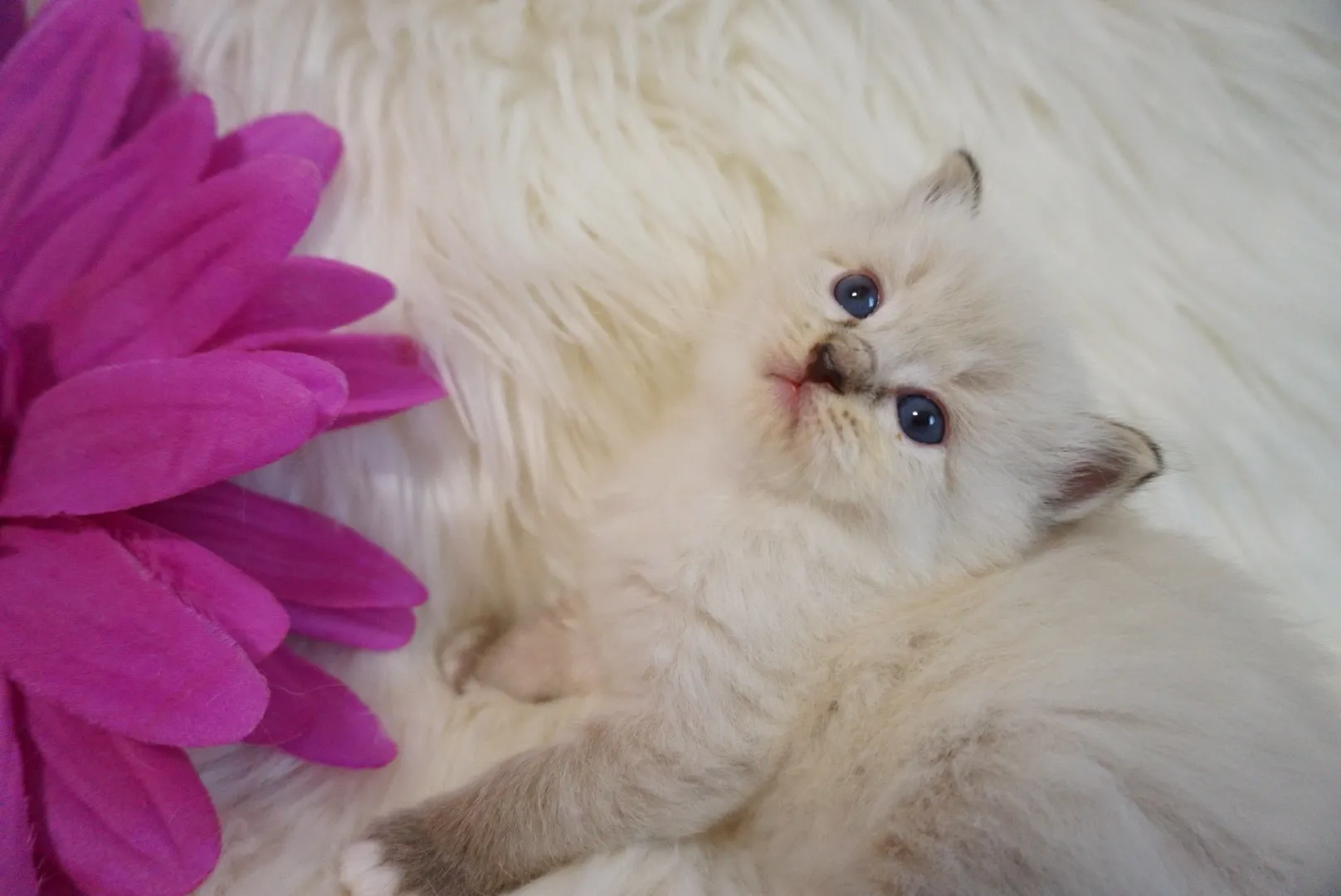 メアちゃん（仮）