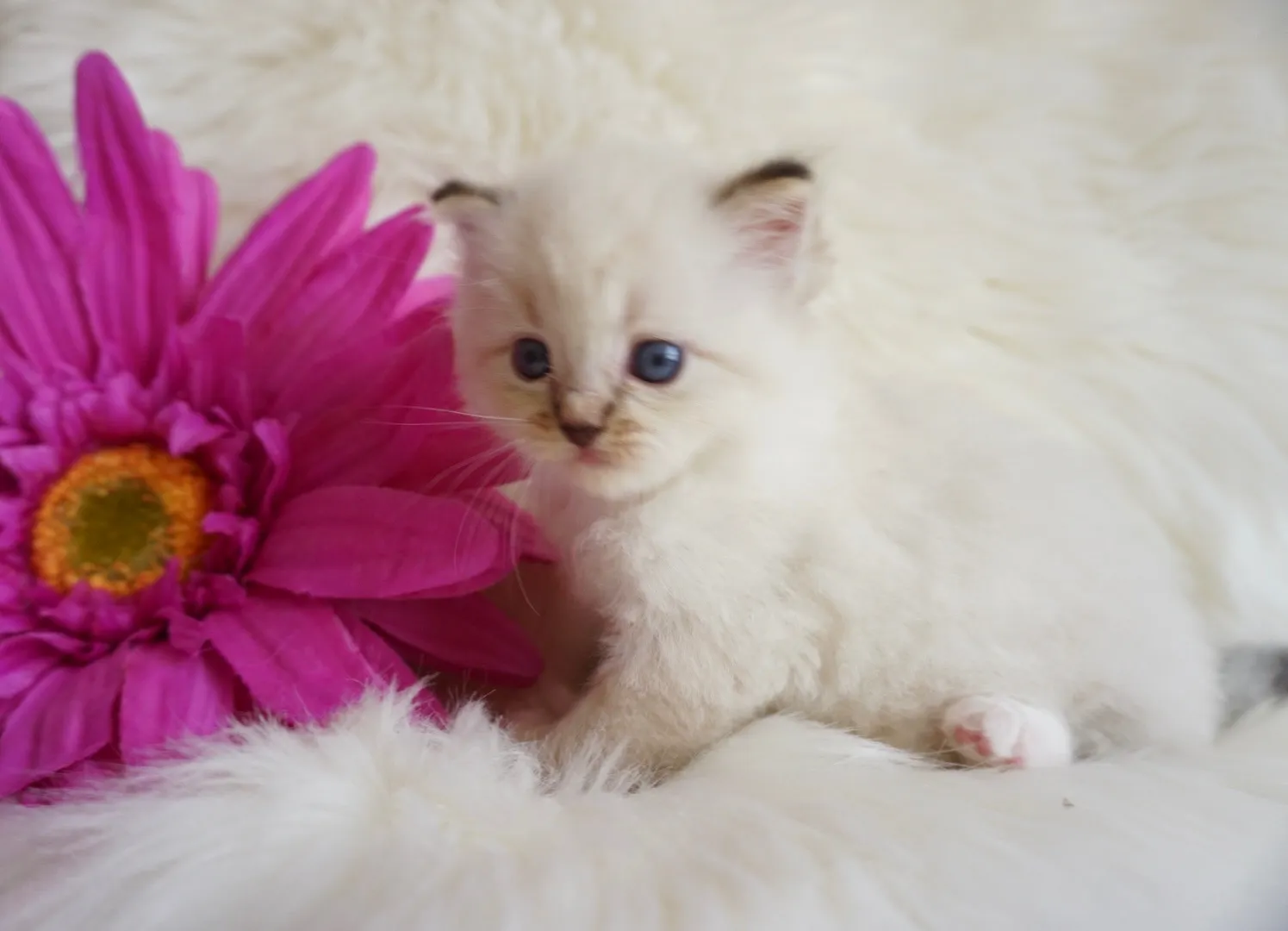 ポワくん（仮）