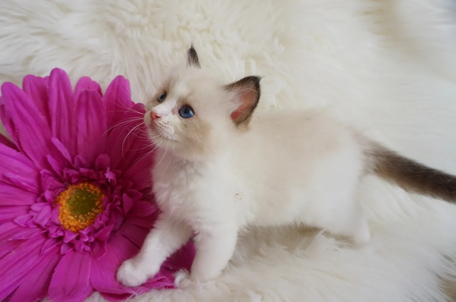 エトワちゃん（仮）