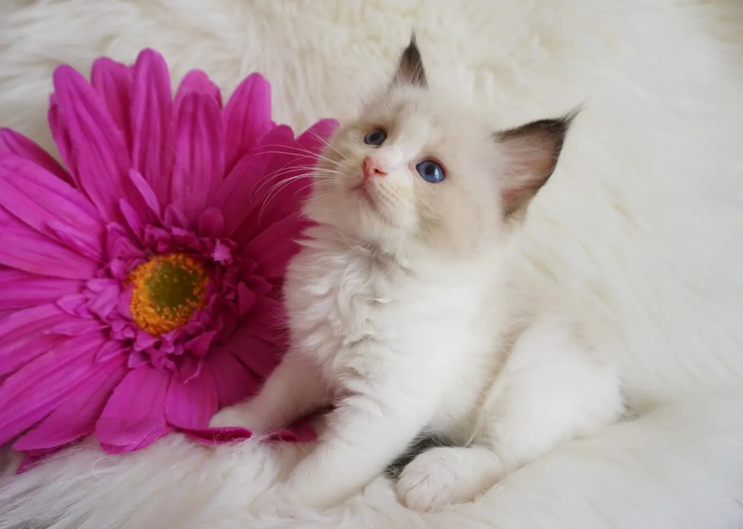 みらいくん（仮）