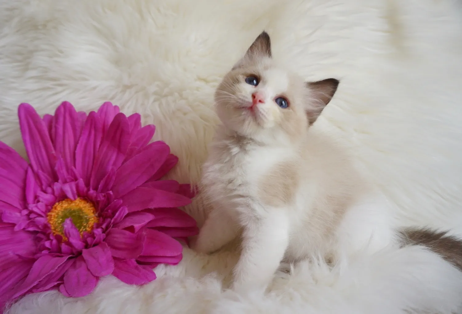 らいくん（仮）