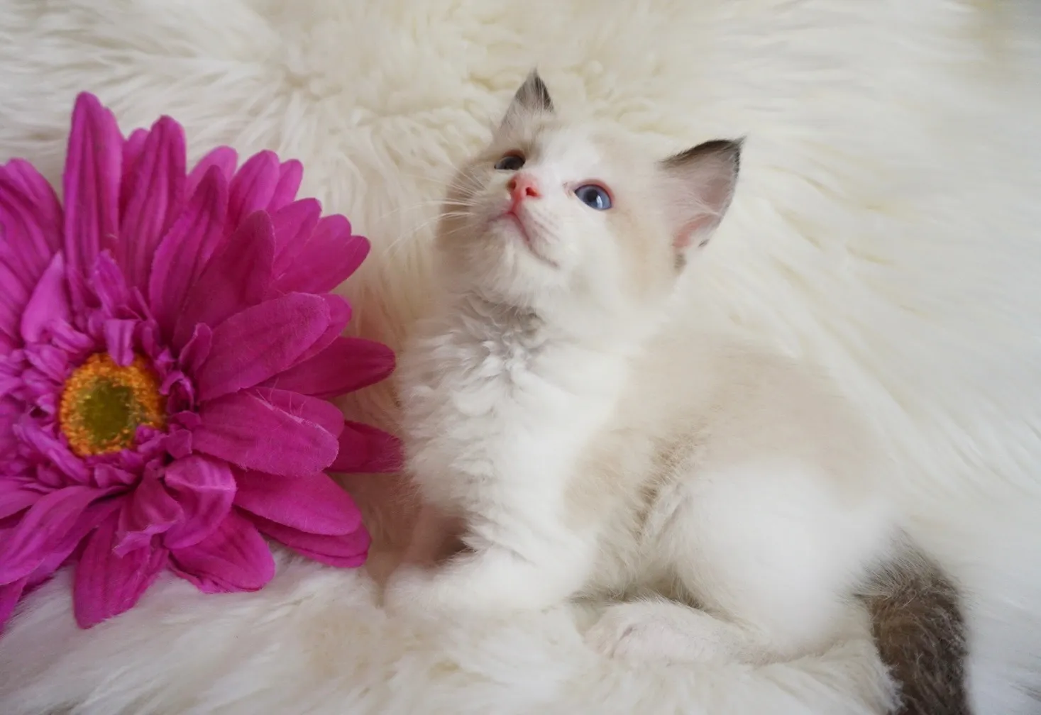 るいくん（仮）