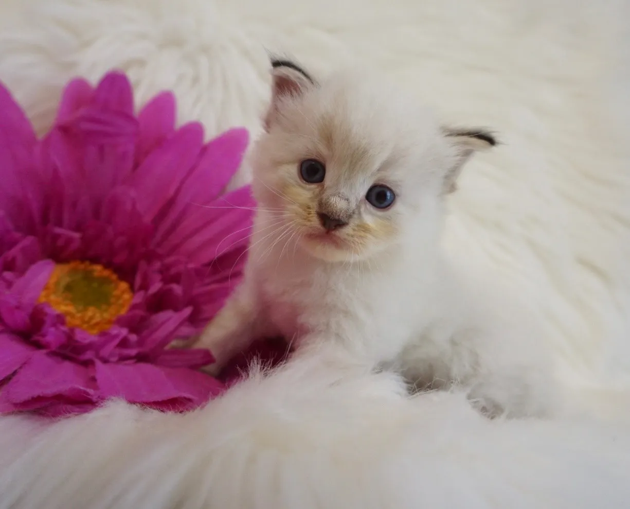 しろくん（仮）