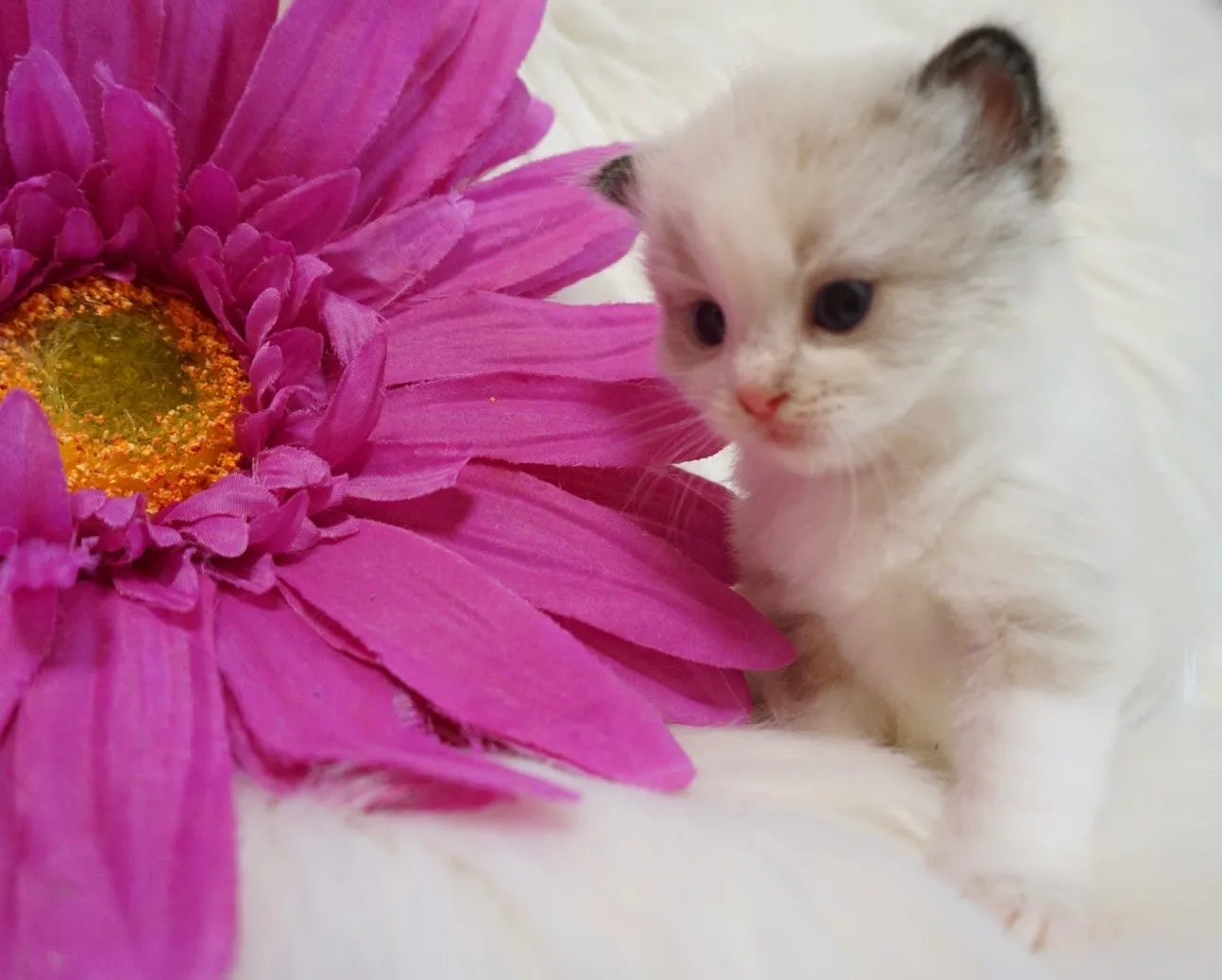 ぴょんくん（仮）