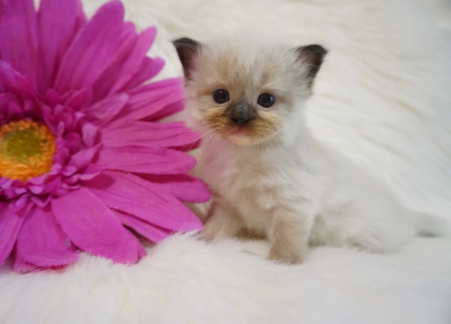 クロンくん（仮）