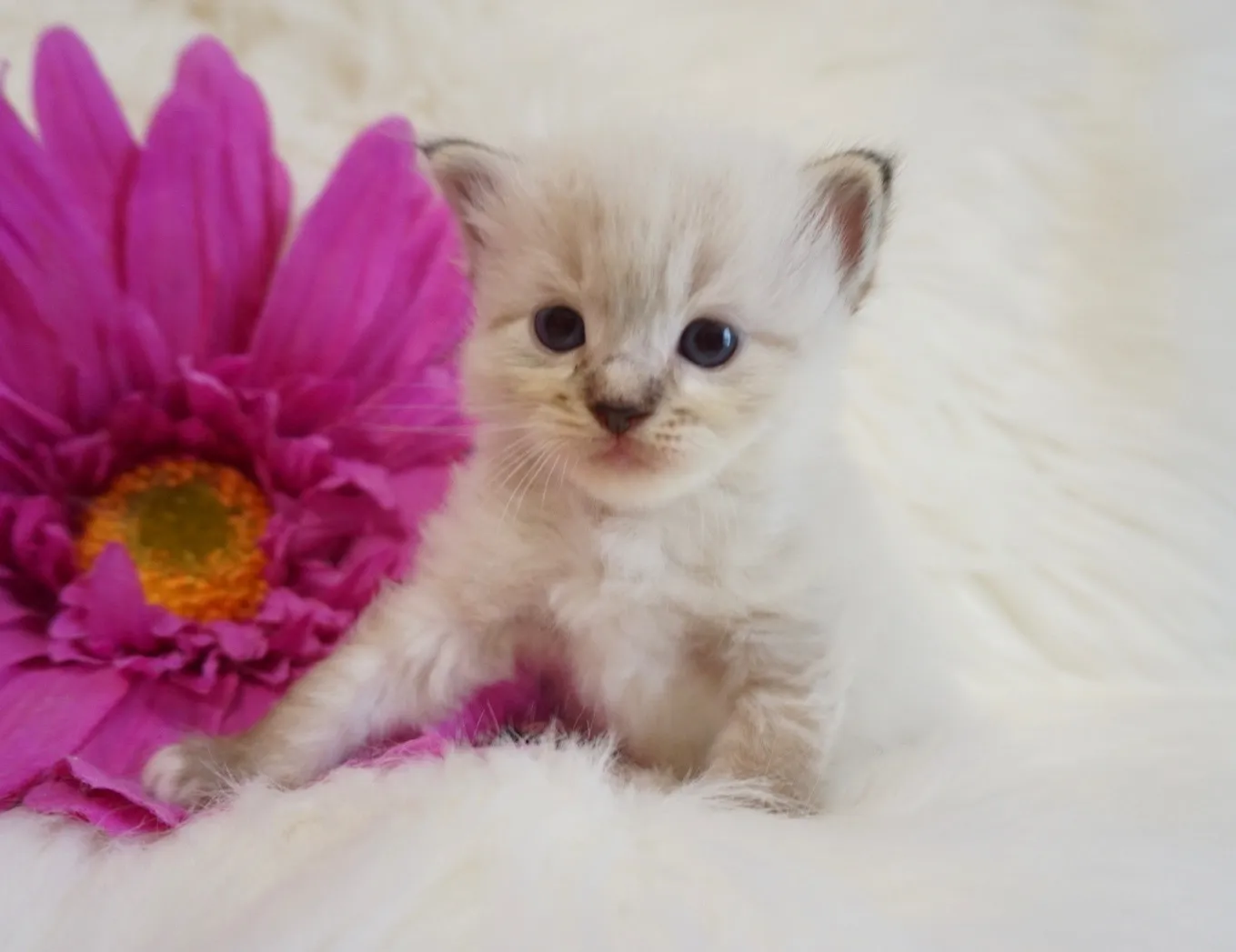 しまくん（仮）