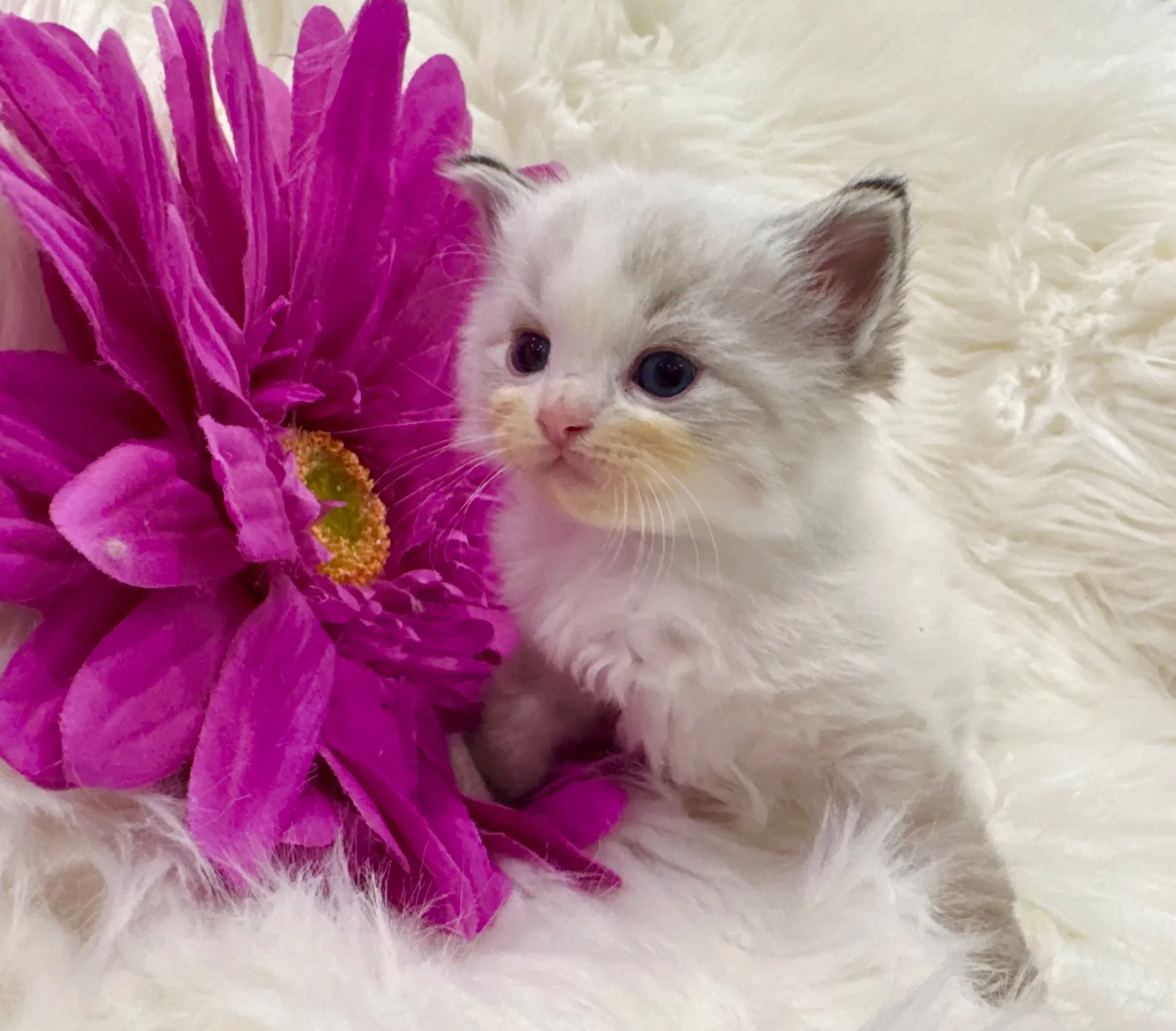 マーリンくん（仮）