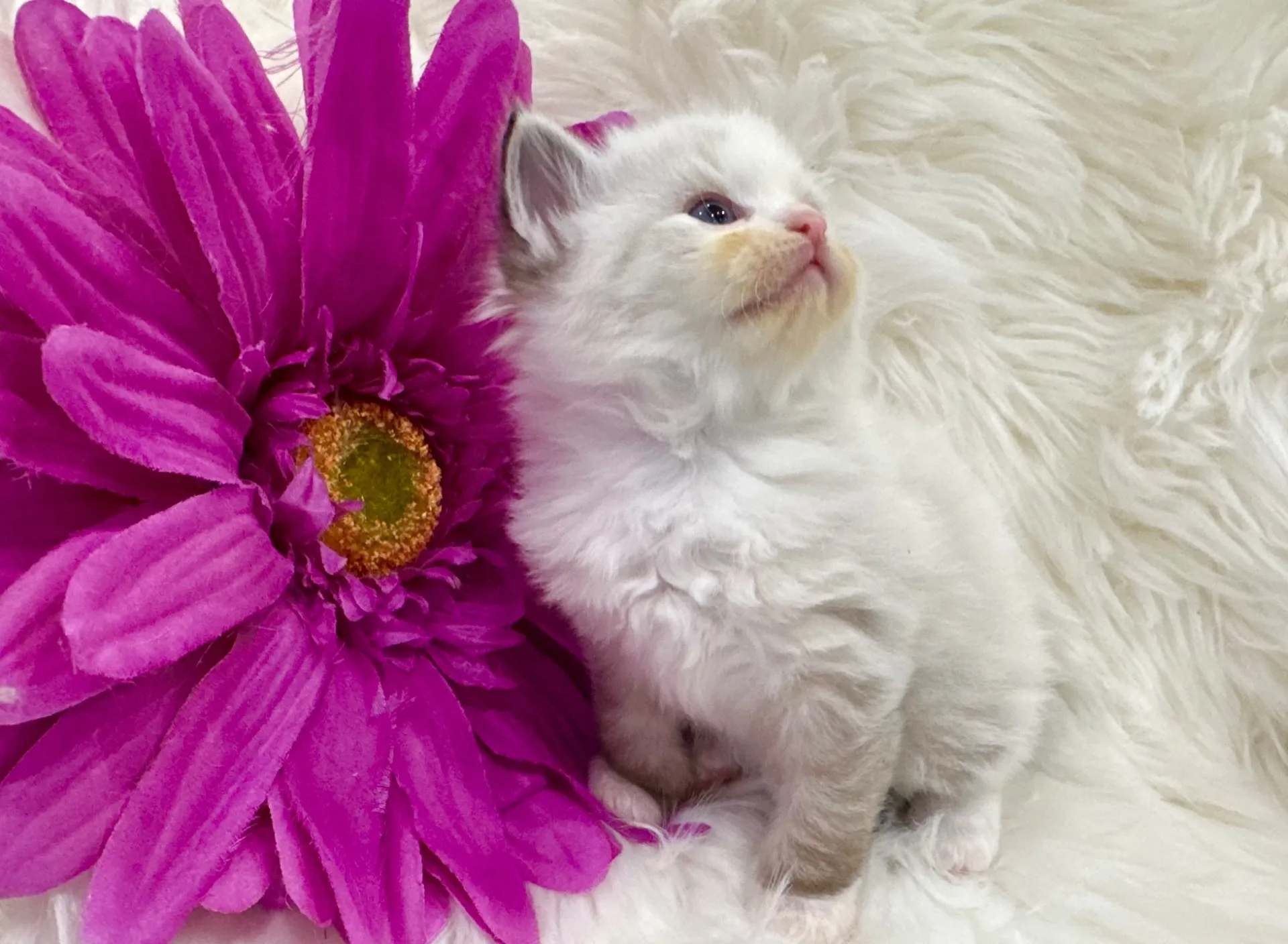 マーリンくん(仮)