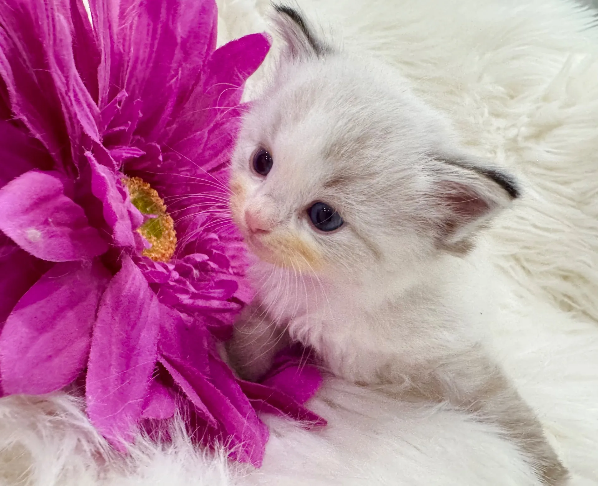 マーリンくん(仮)