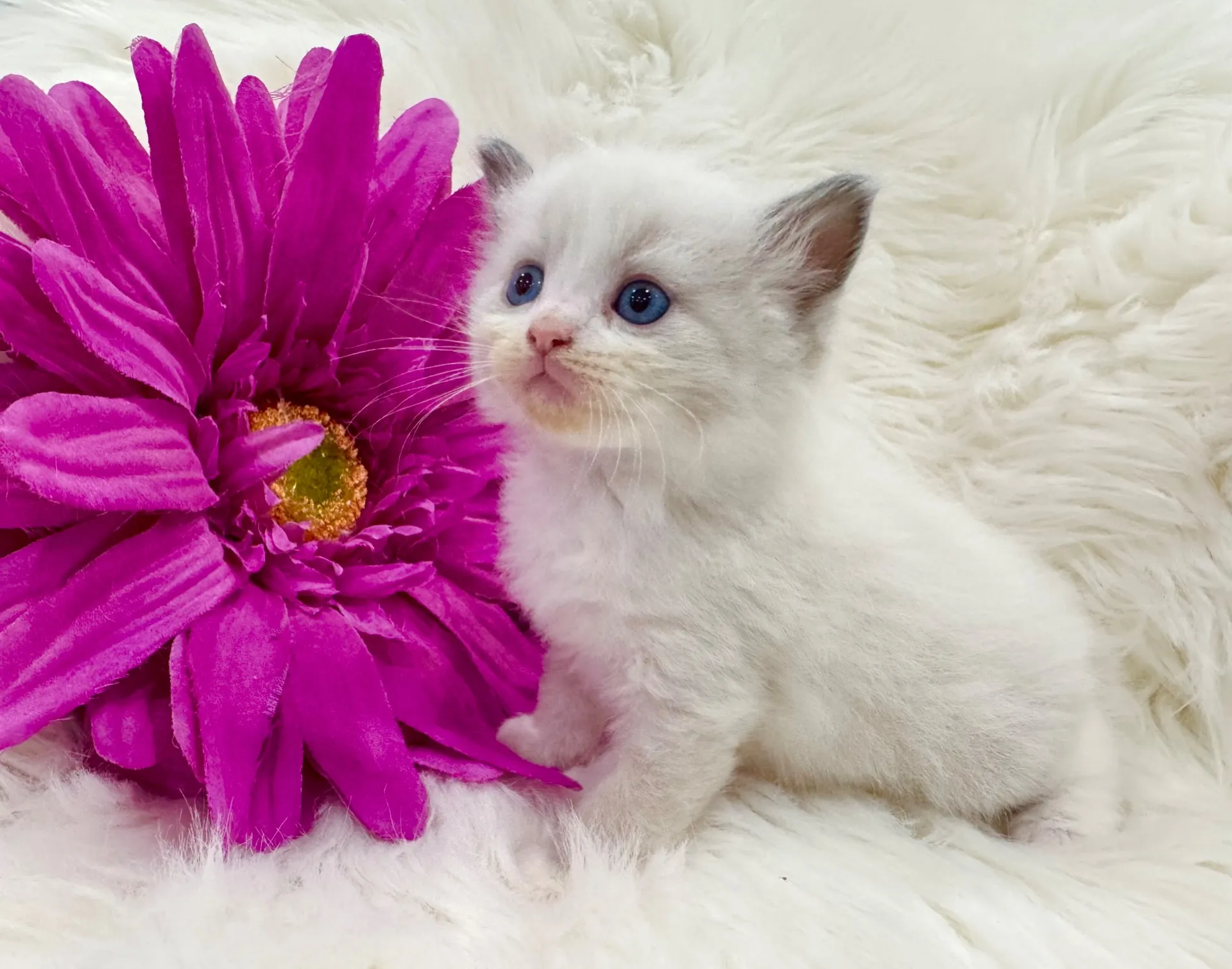 ラブくん（仮）