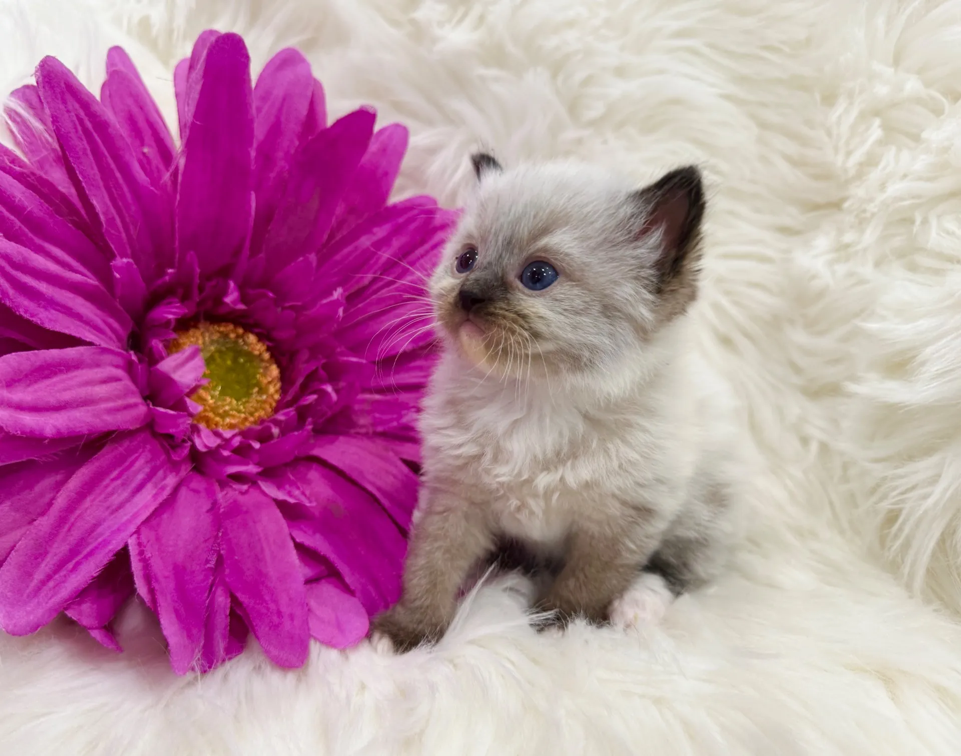 オレオくん（仮）