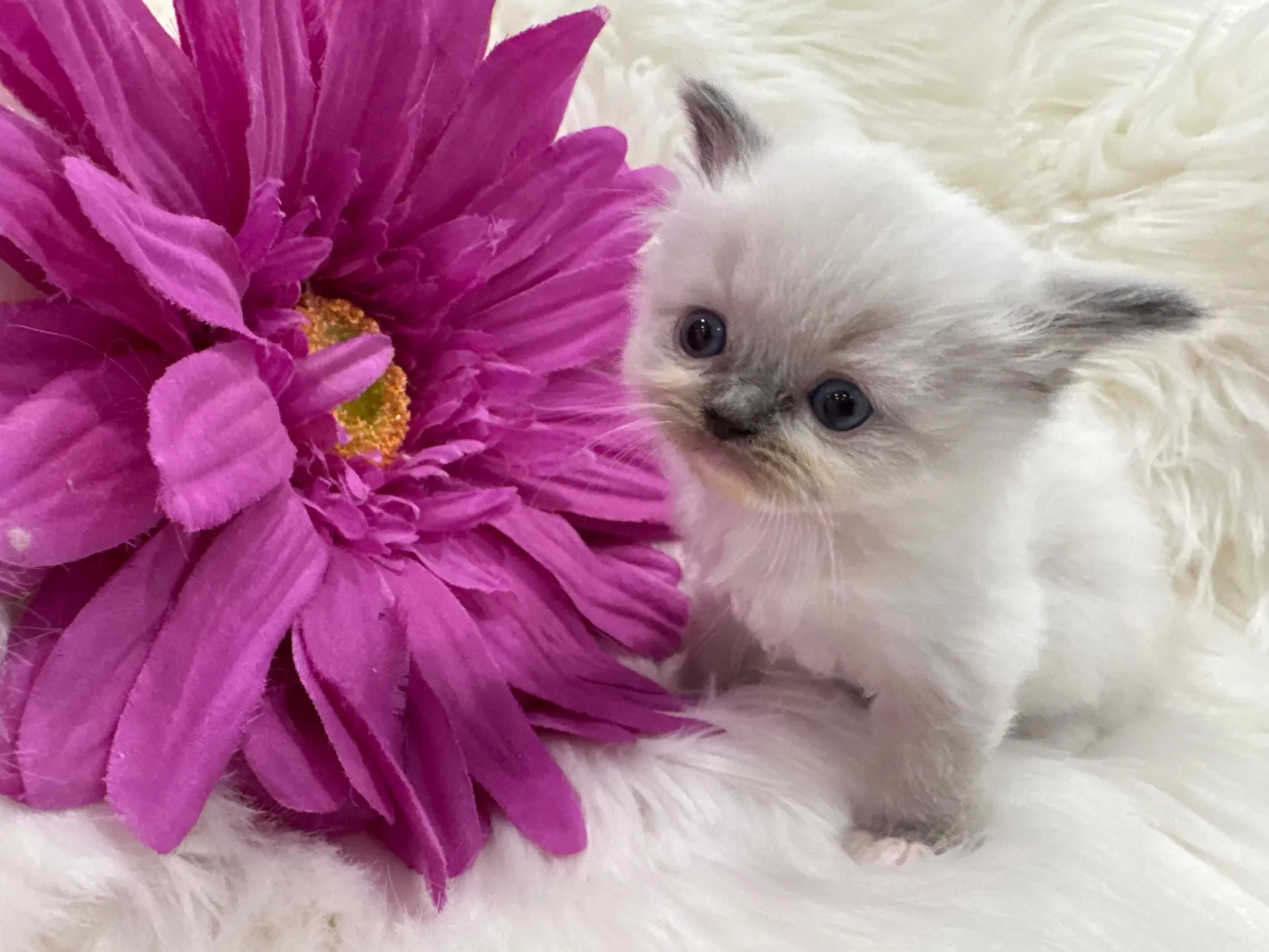 クレアちゃん（仮）