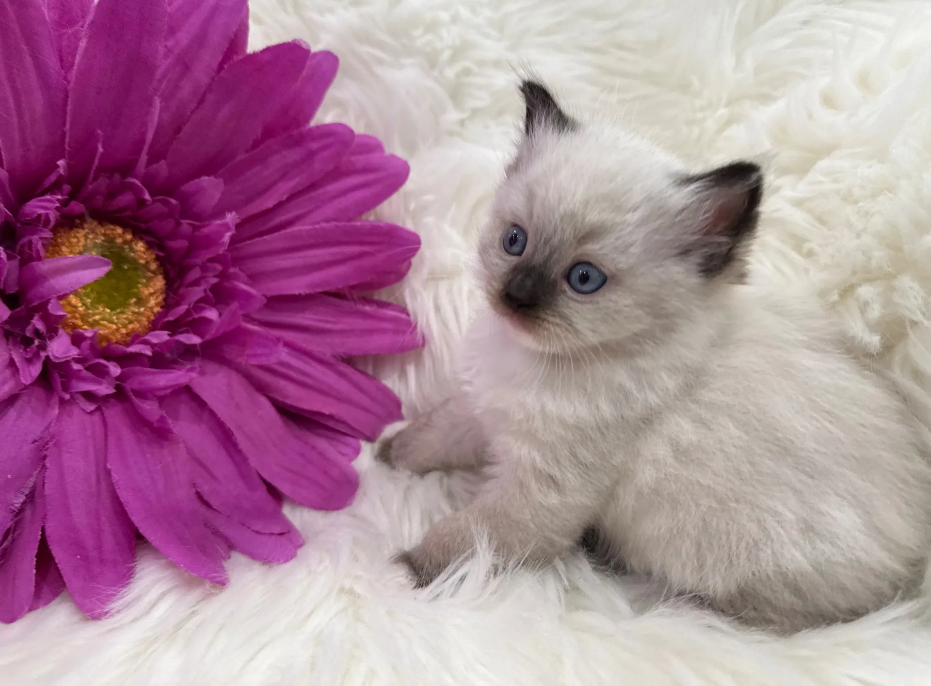 クロエちゃん（仮）