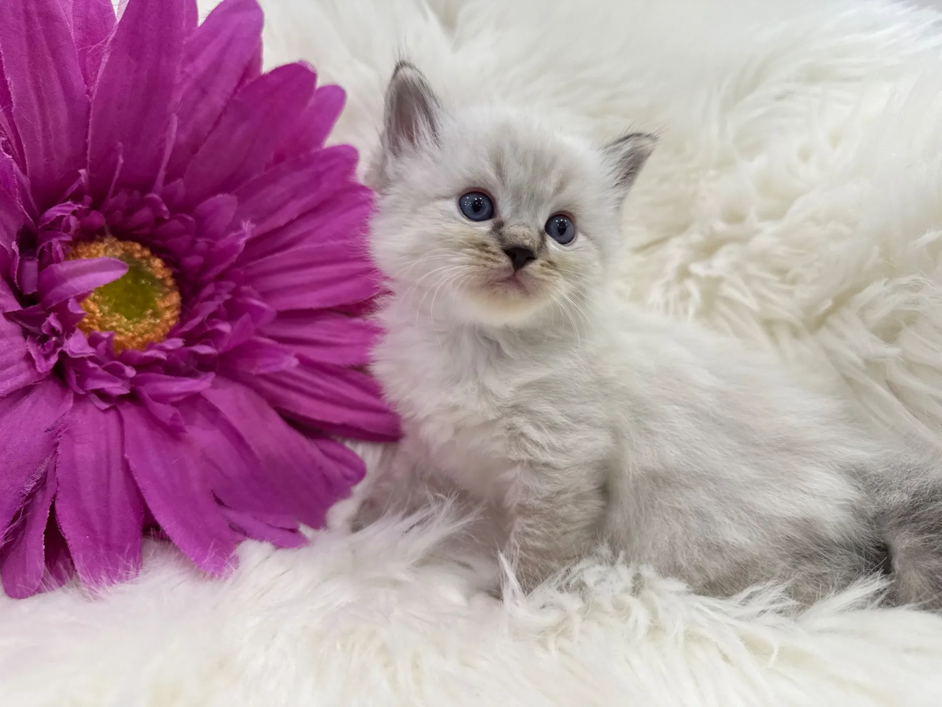 とんかつくん（仮）