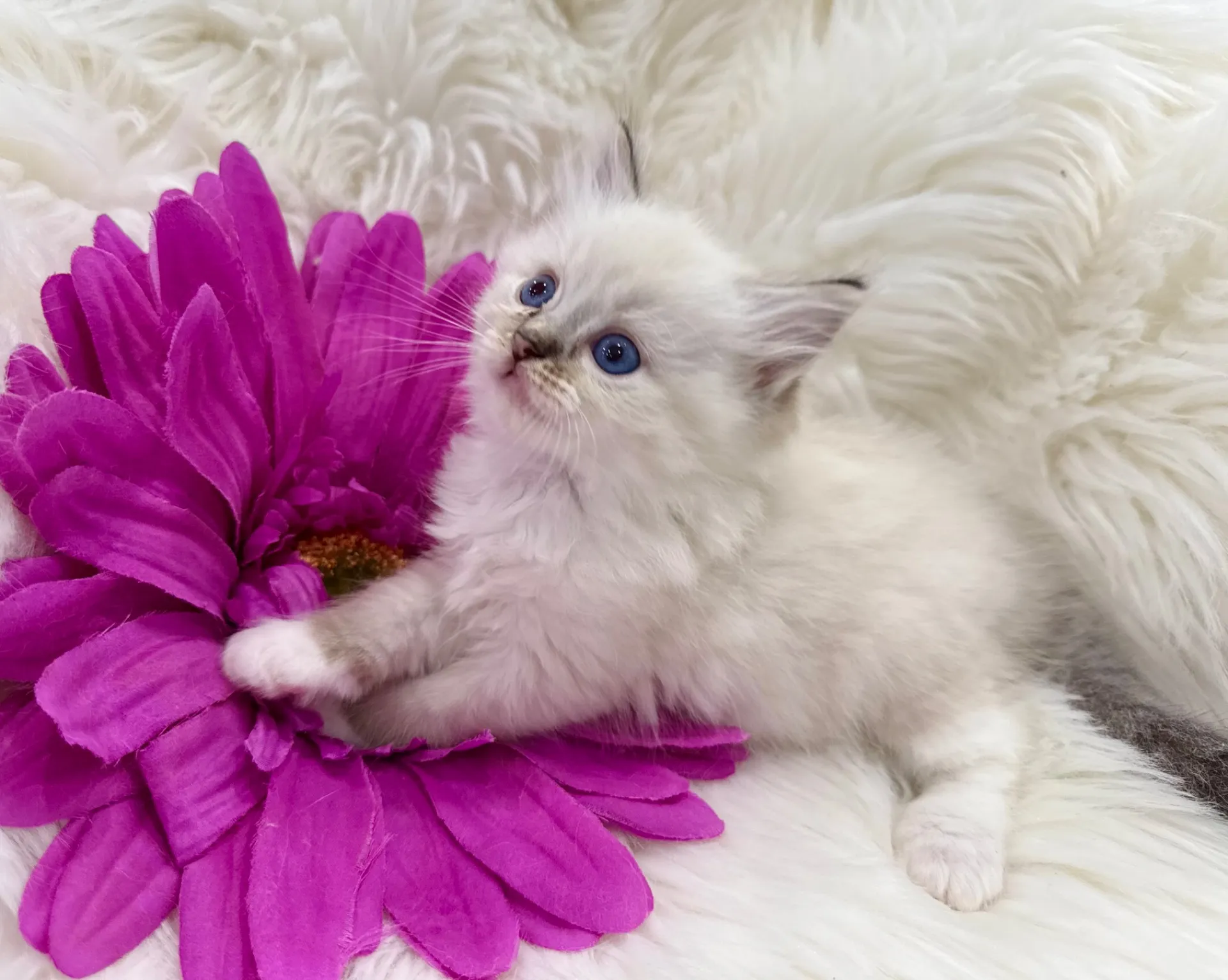 ラッキーくん（仮）