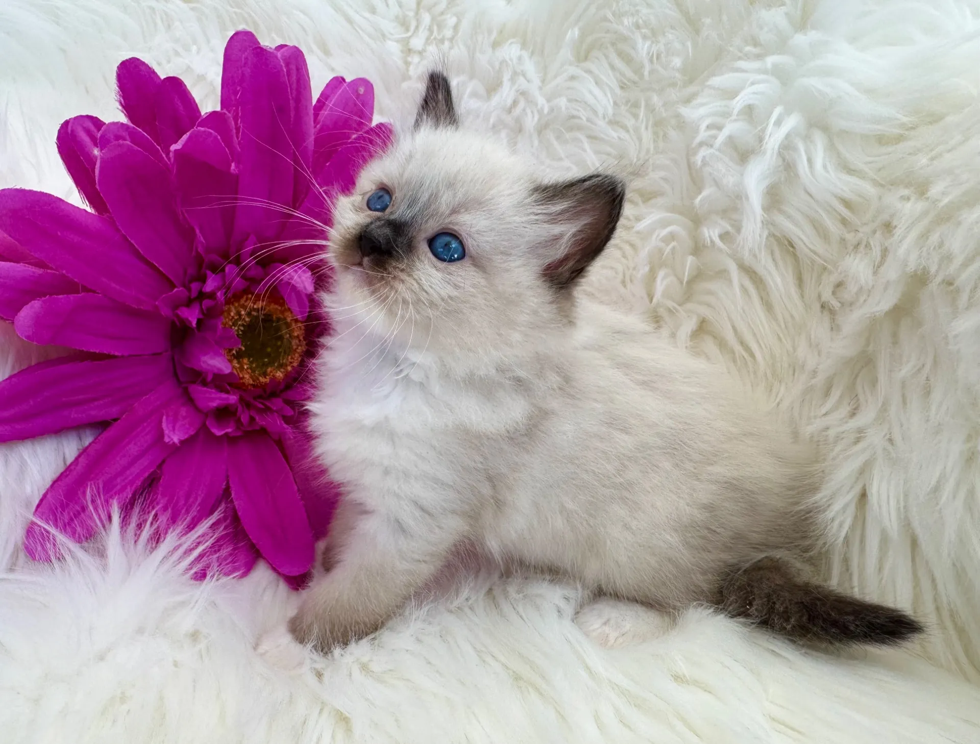 サラちゃん（仮）