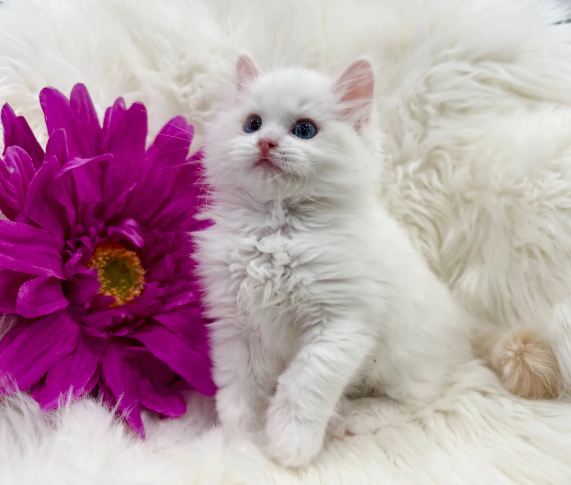 レモくん（仮）