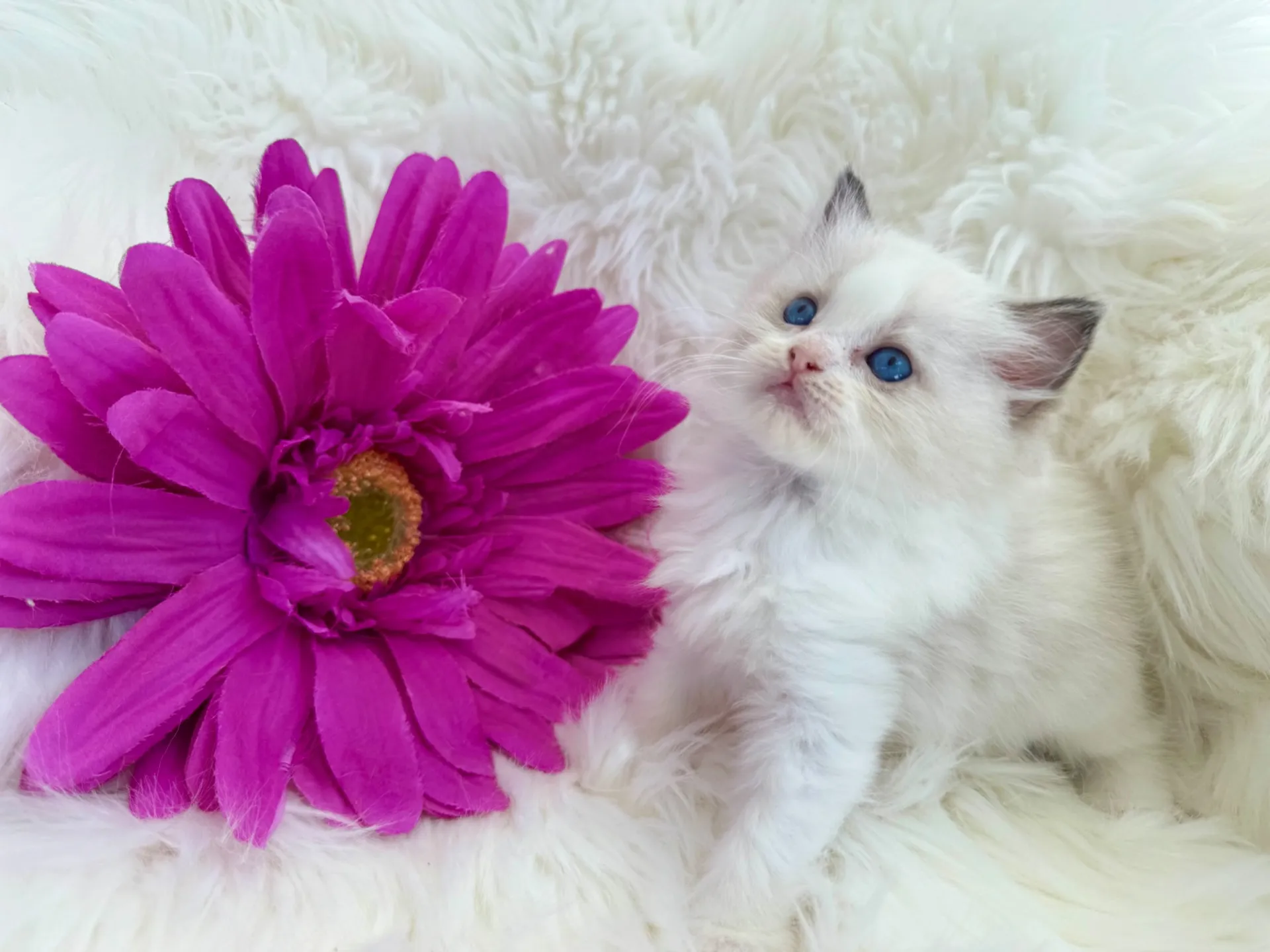 可愛い子猫ちゃん達♡